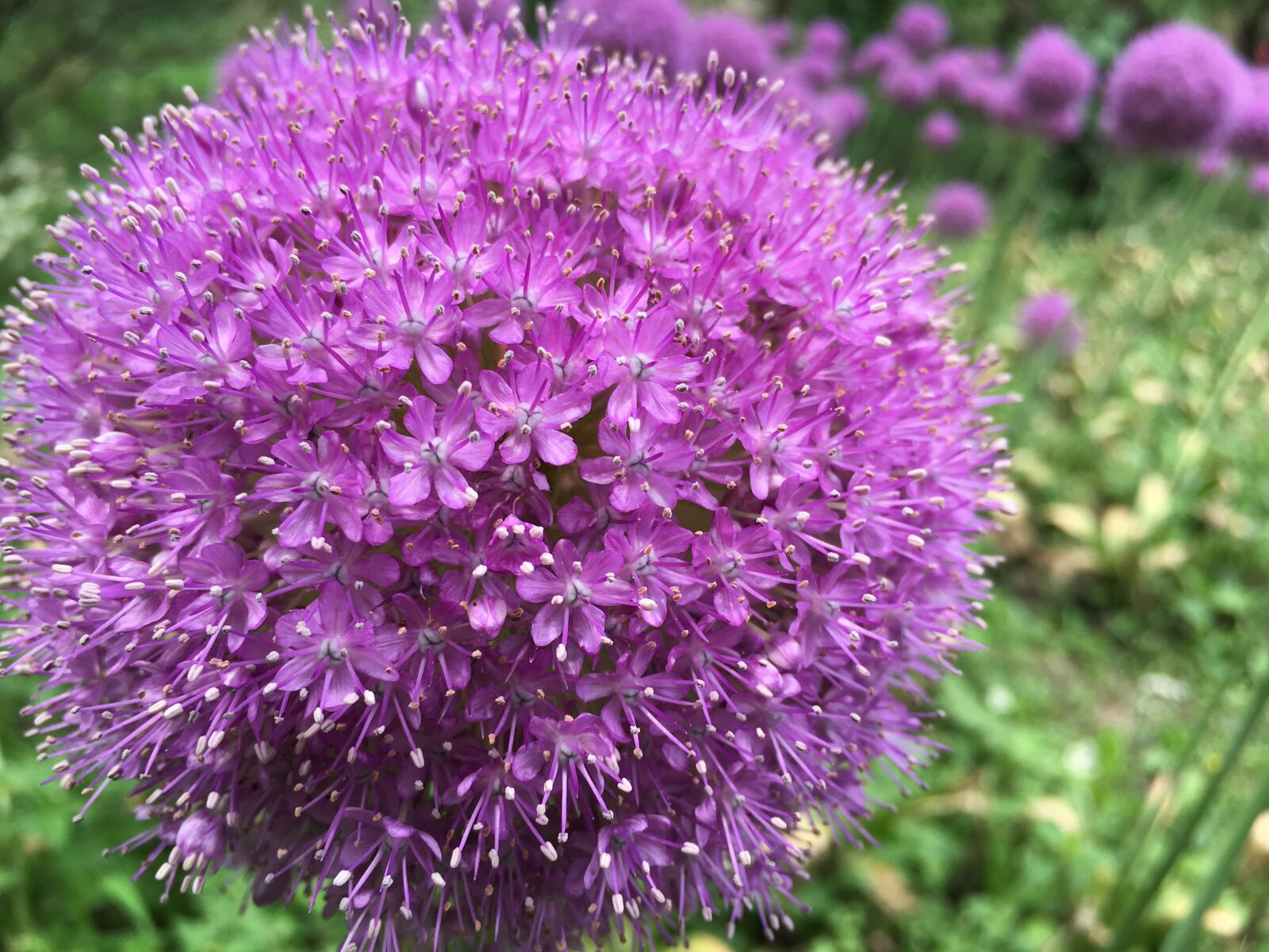 Apple iPhone 6s sample photo. Purple, romantic, flower ball photography