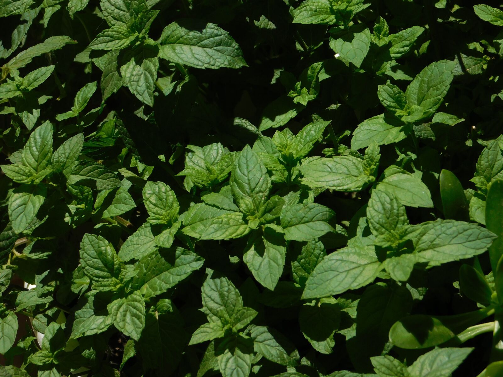 Nikon Coolpix L840 sample photo. Plantas, menta, verde photography
