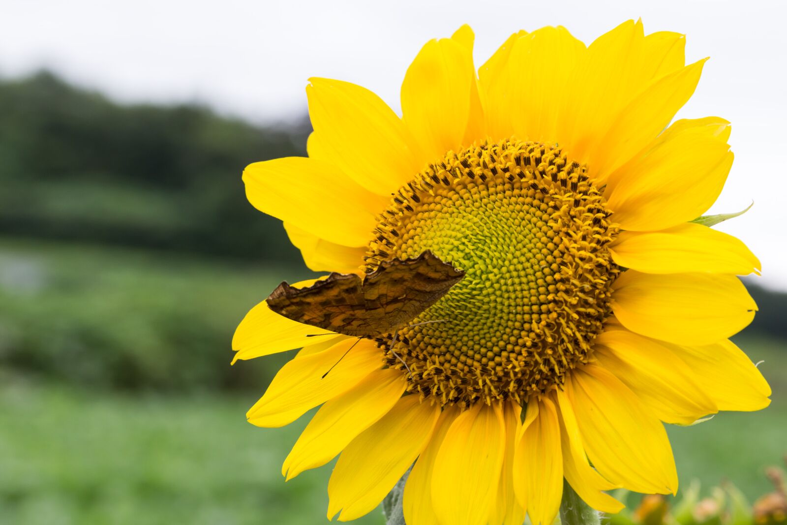 Canon EF 100mm F2.8L Macro IS USM sample photo. Sunflower, butterfly, flowers photography