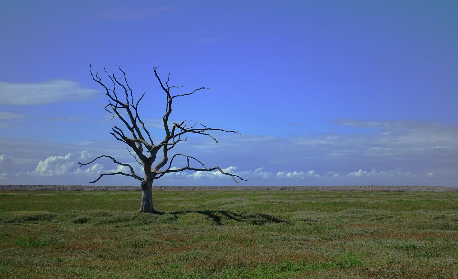 Sony DSC-RX100M5 sample photo. Tree, dead, alone photography