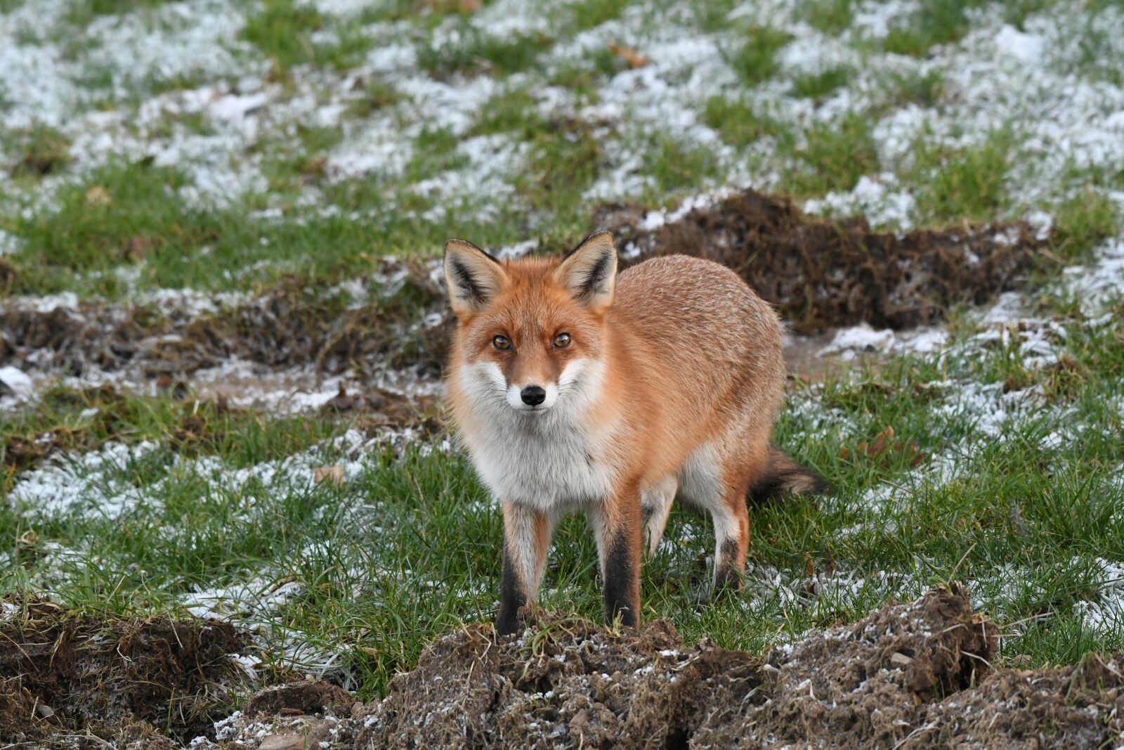 Nikon D500 sample photo. Fox, predator, wild photography
