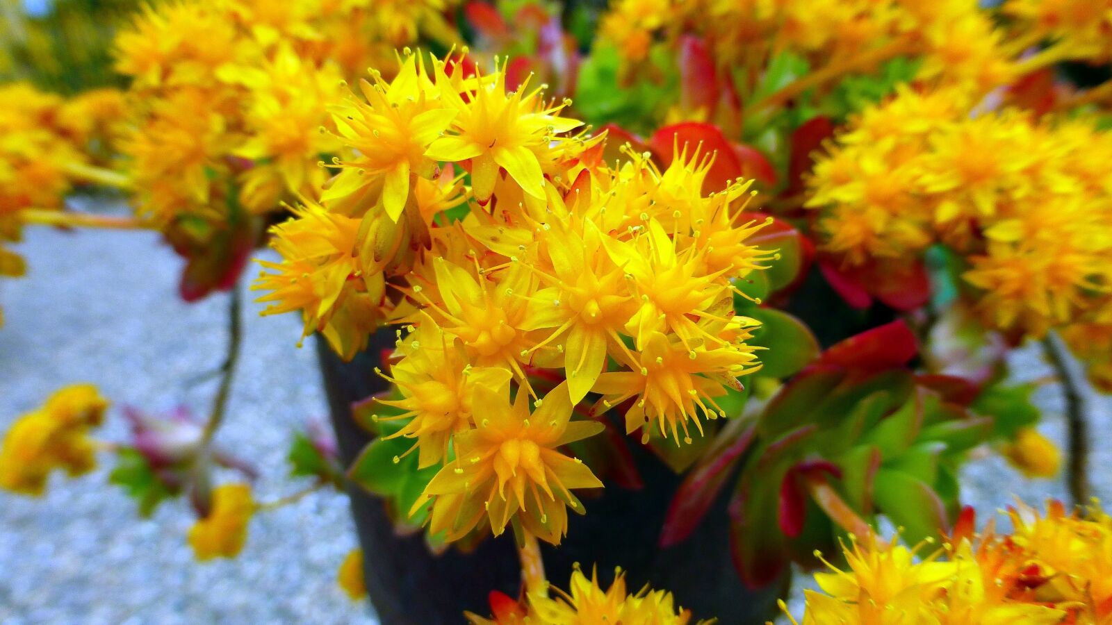 Panasonic Lumix DMC-ZS25 (Lumix DMC-TZ35) sample photo. Nature, flower, plant photography
