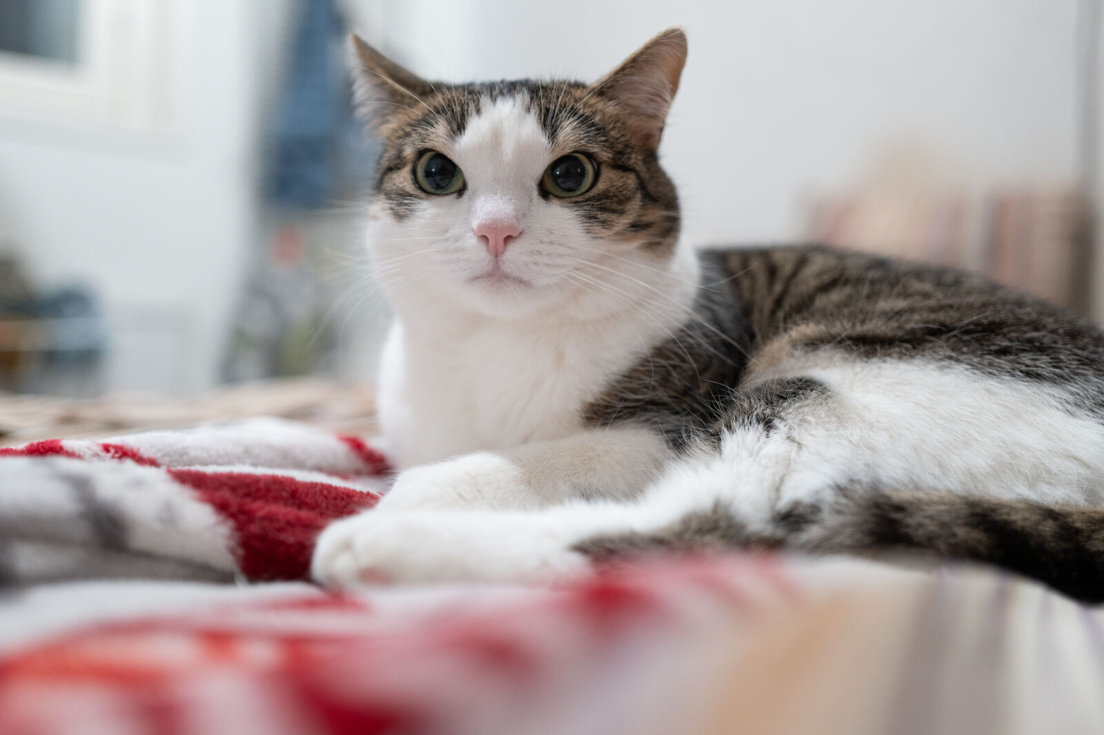 Leica Q3 sample photo. Cat stare photography