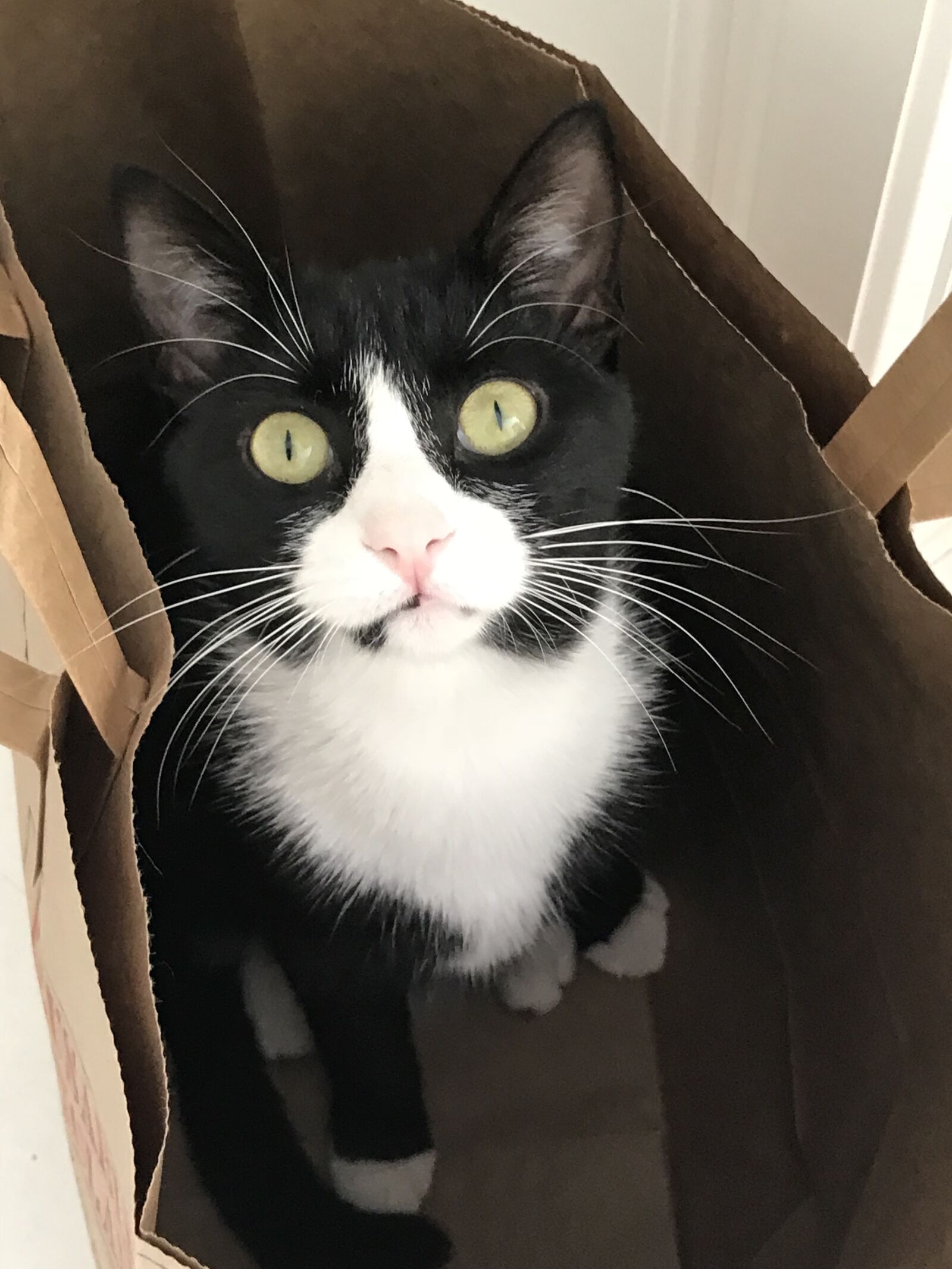 iPhone 7 Plus back dual camera 3.99mm f/1.8 sample photo. Kitty, tuxedo, kitten photography