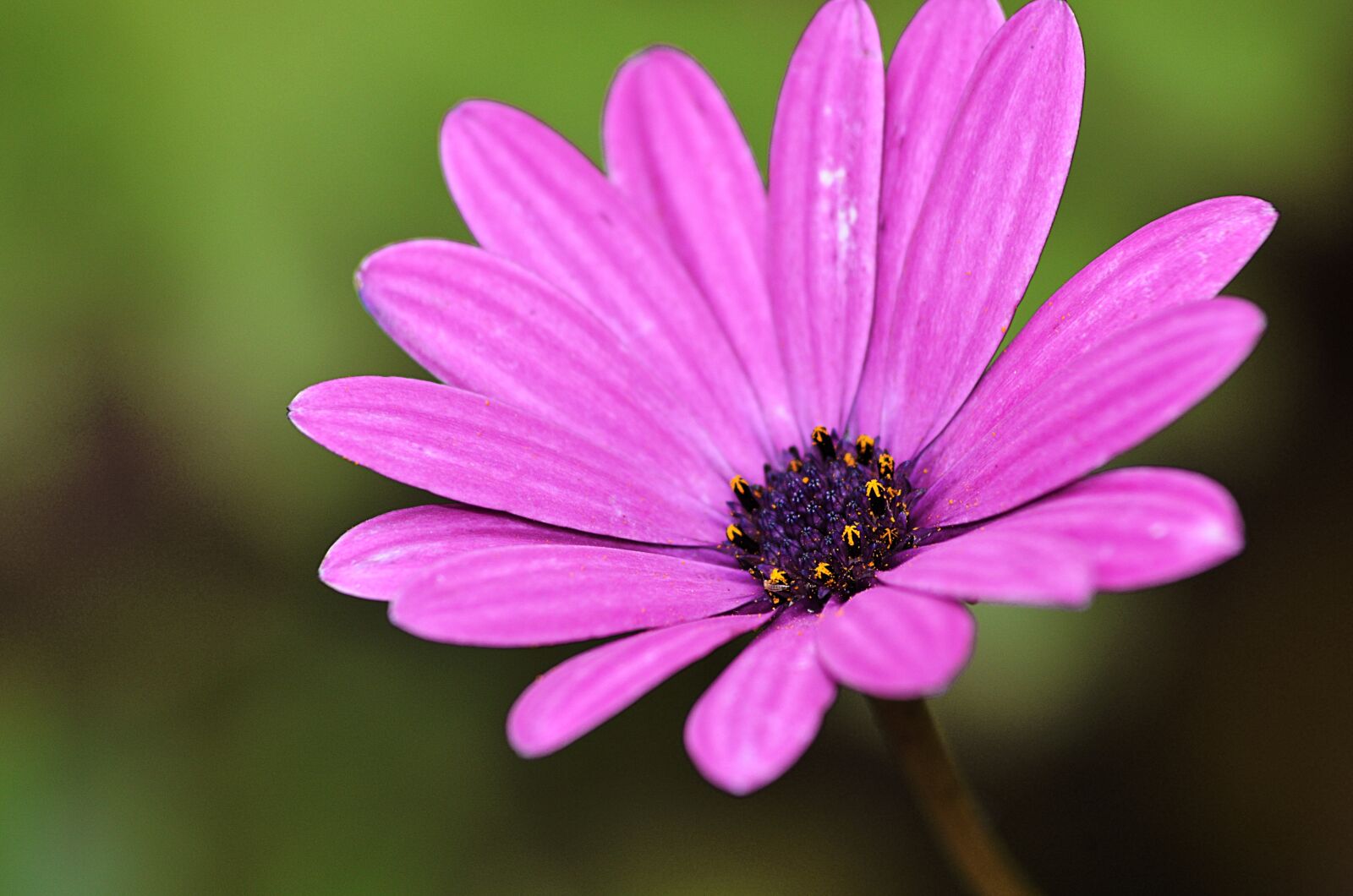 Nikon D5100 sample photo. Marguerite, purple, garden photography
