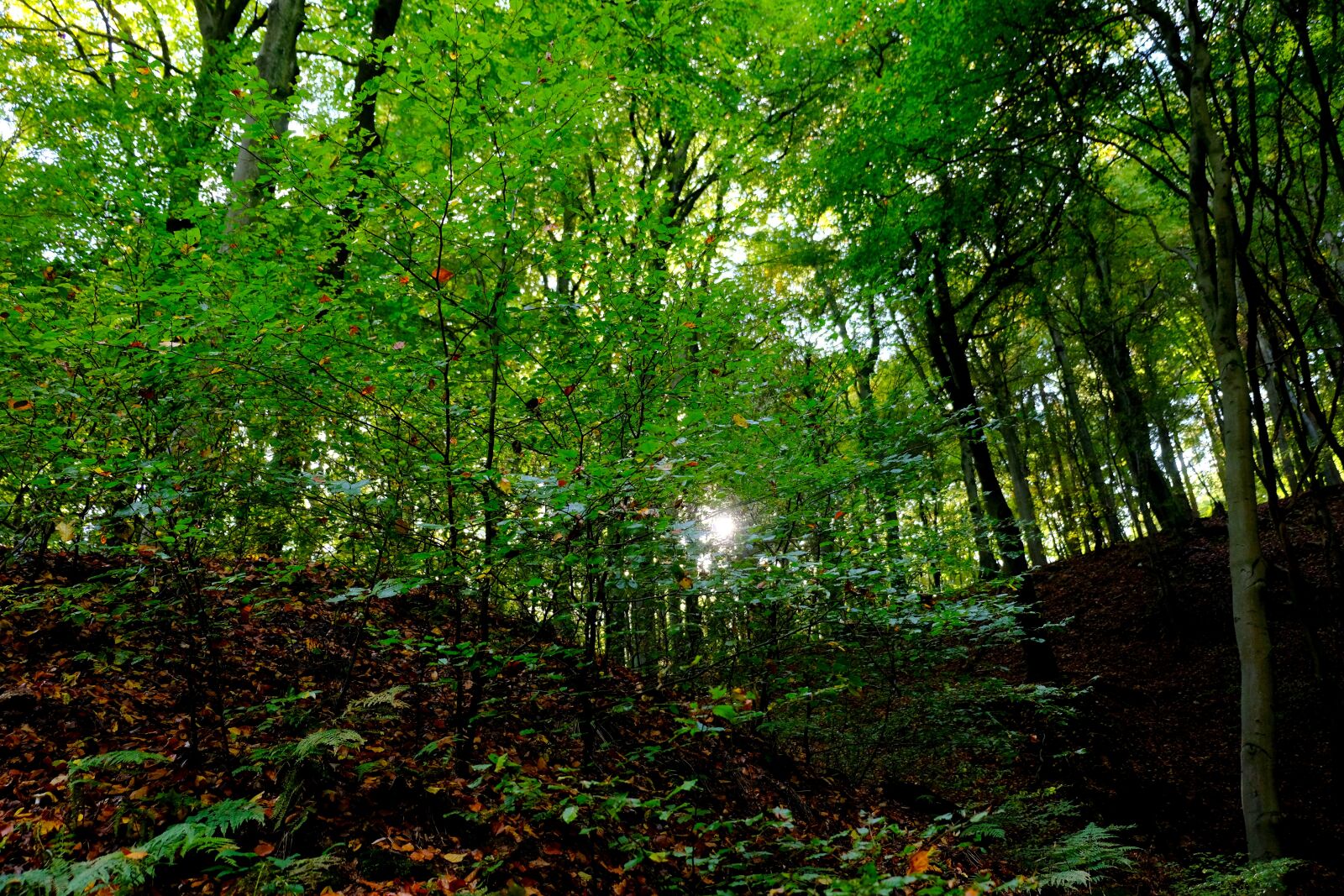 Fujifilm X-T20 sample photo. Forest, trees, nature photography