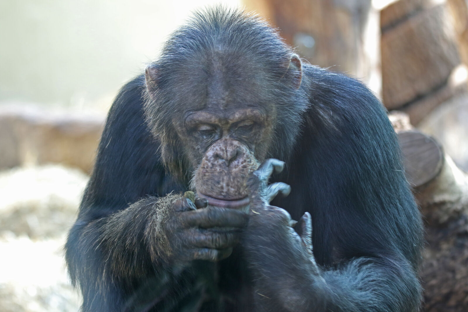 Canon EOS 7D Mark II sample photo. Animals, chimpanzee, count, fingers photography