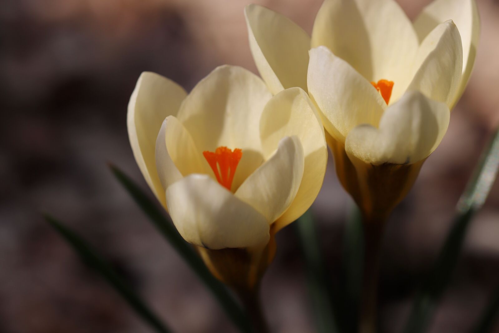 Canon EOS 800D (EOS Rebel T7i / EOS Kiss X9i) sample photo. Crocus, flowers, petals photography