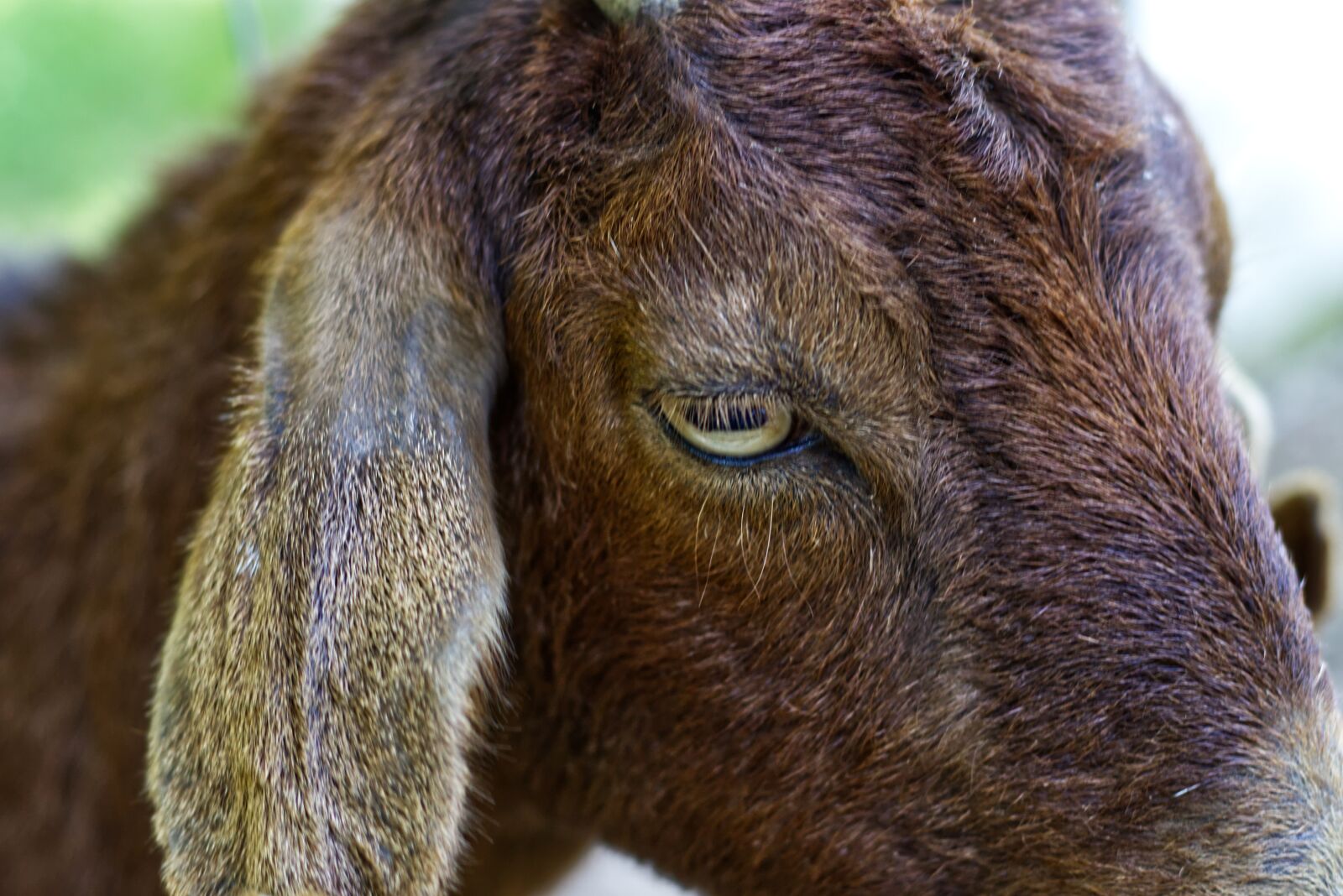 Canon EOS M50 (EOS Kiss M) + Canon EF 50mm F1.8 STM sample photo. Goat, brown, goats photography