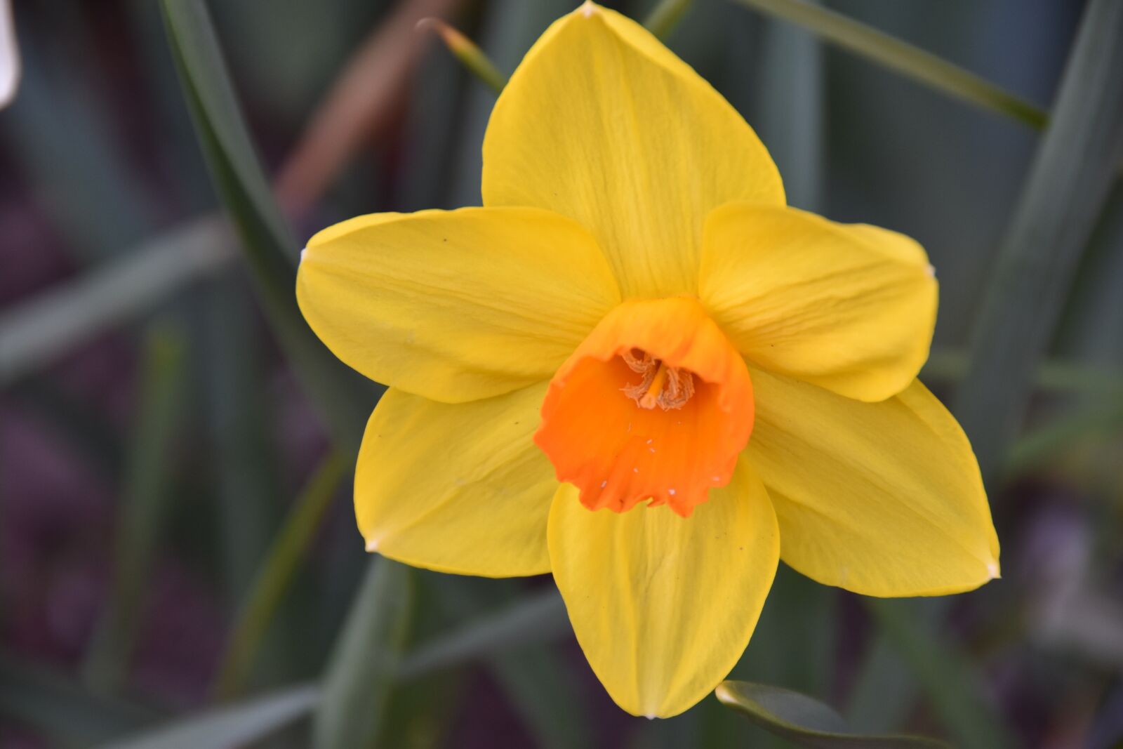 Nikon D5500 sample photo. Flower, nature, flora photography
