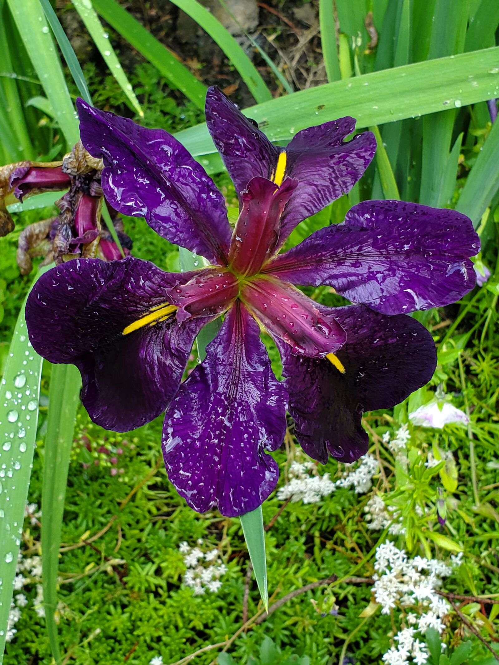 Samsung Galaxy S10 sample photo. Water iris, water drops photography