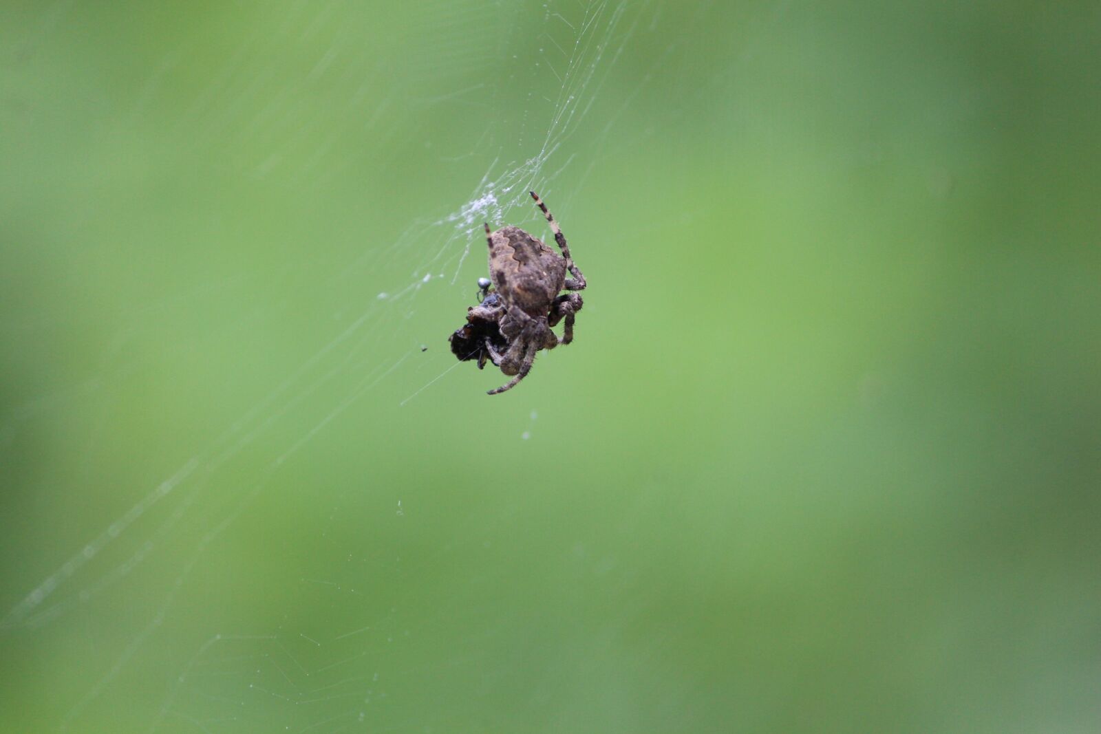 Canon EF-S 55-250mm F4-5.6 IS II sample photo. Spider, natural, green photography