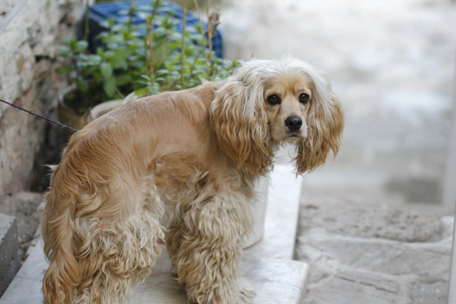 Canon EOS 550D (EOS Rebel T2i / EOS Kiss X4) sample photo. Dog, animal, turkey photography