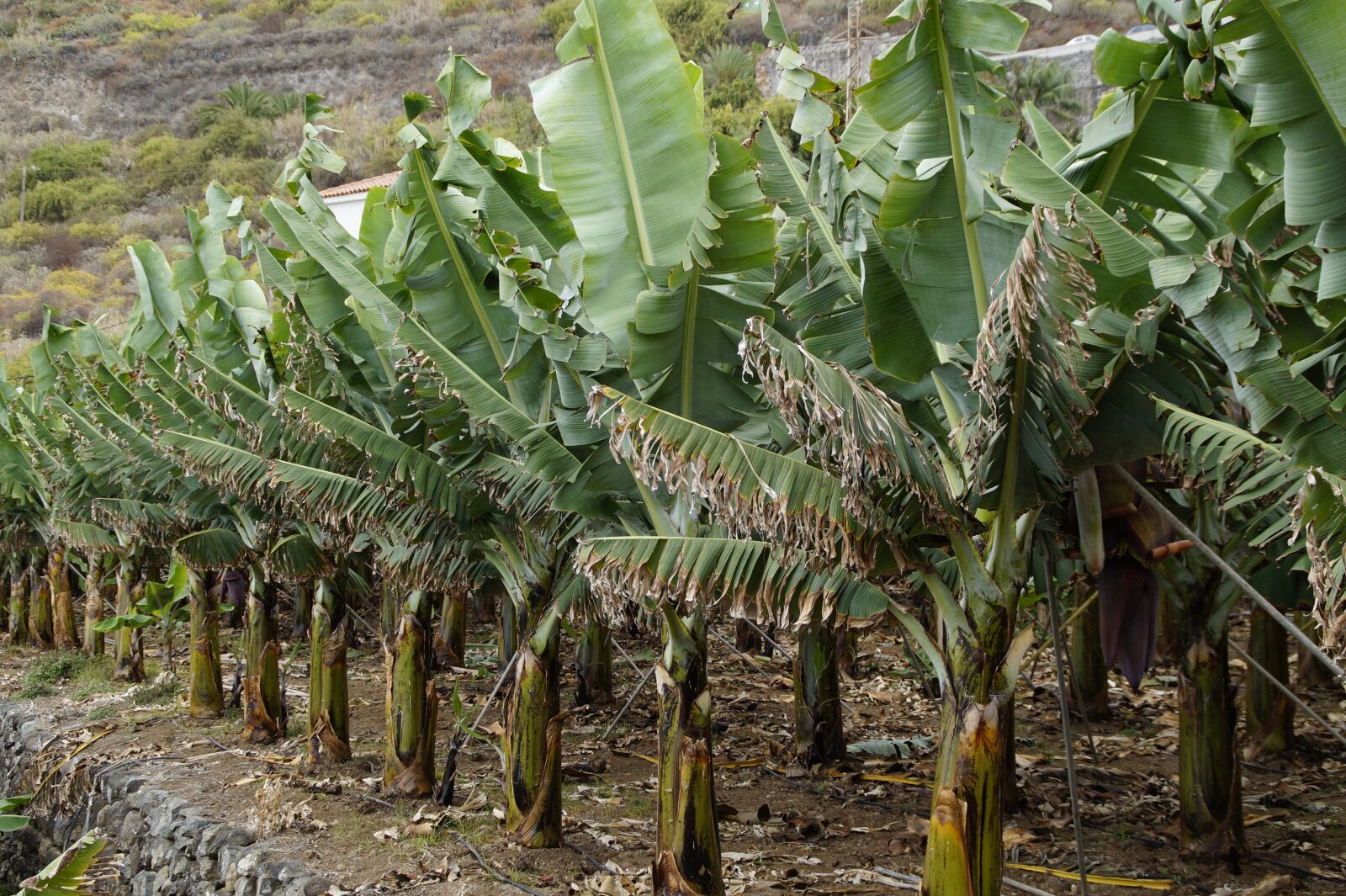 Sony SLT-A58 sample photo. Bananas, banana shrub, banana photography