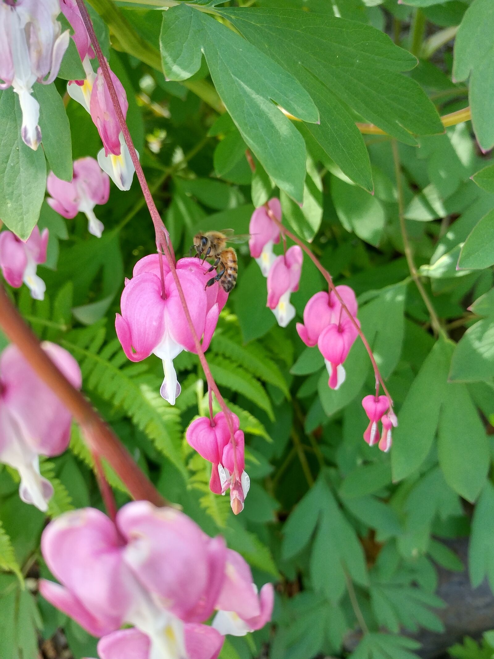 LG G5 sample photo. Plants, flowers, nature photography