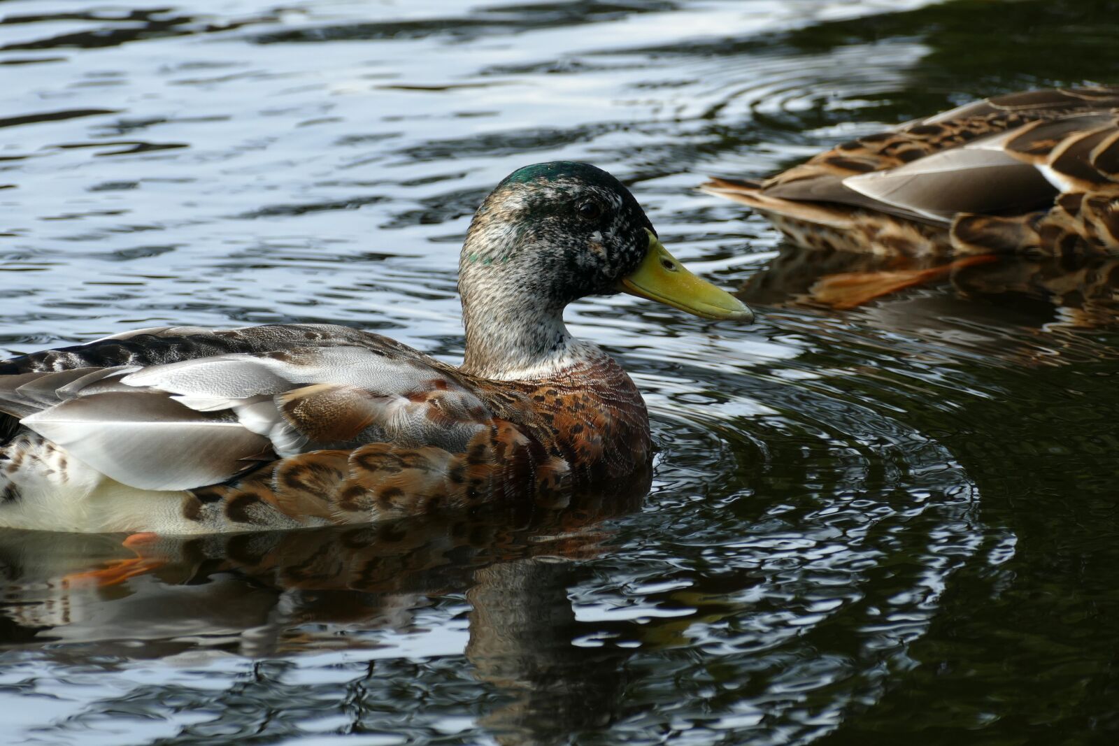 Panasonic Lumix DMC-FZ1000 sample photo. Duck, swimming ducks, anatidae photography