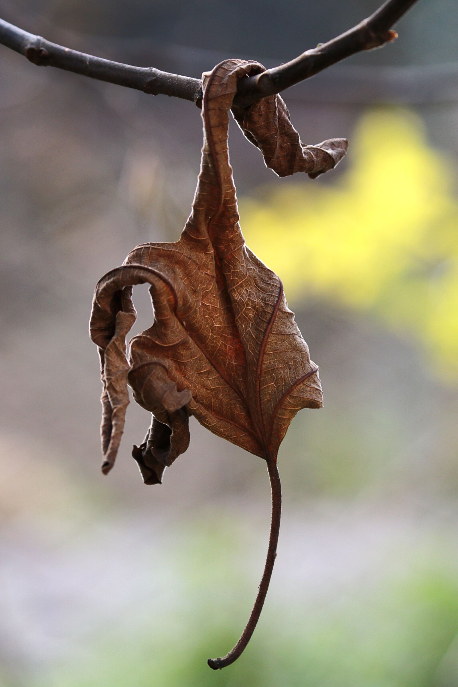 Canon EOS 7D Mark II sample photo. Autumn, leaf, nature photography