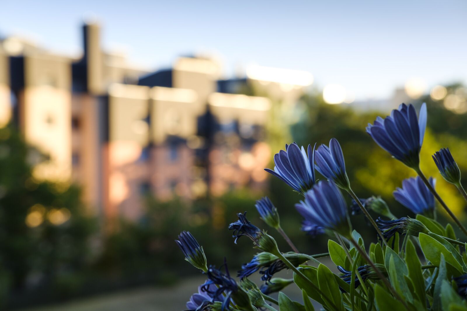 Fujifilm X-T2 sample photo. Daisies, bornholm marguerite, flowers photography