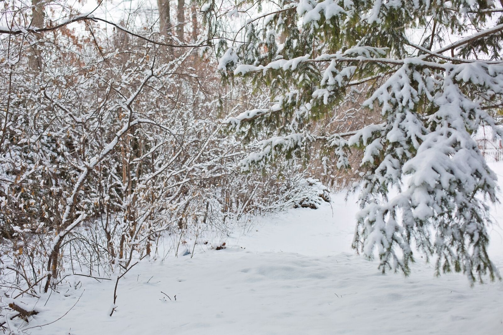 Canon EF 50mm F1.4 USM sample photo. Winter, landscape, snowy photography