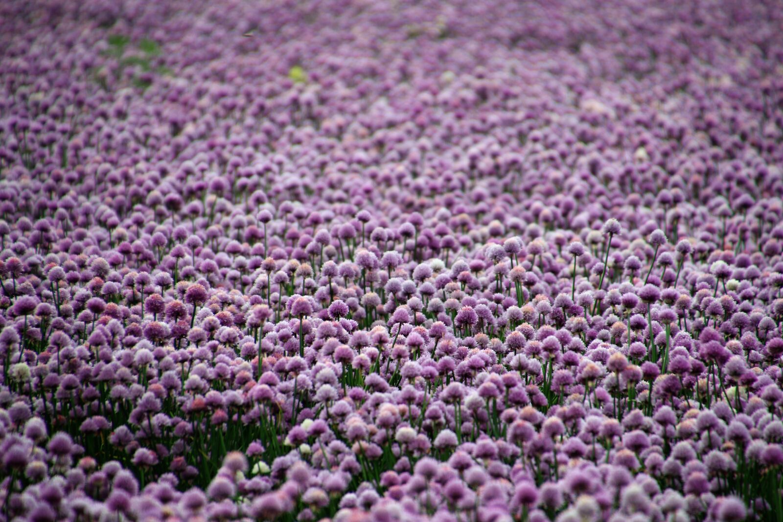 Canon EOS 7D Mark II sample photo. Flower, farm, flower, field photography