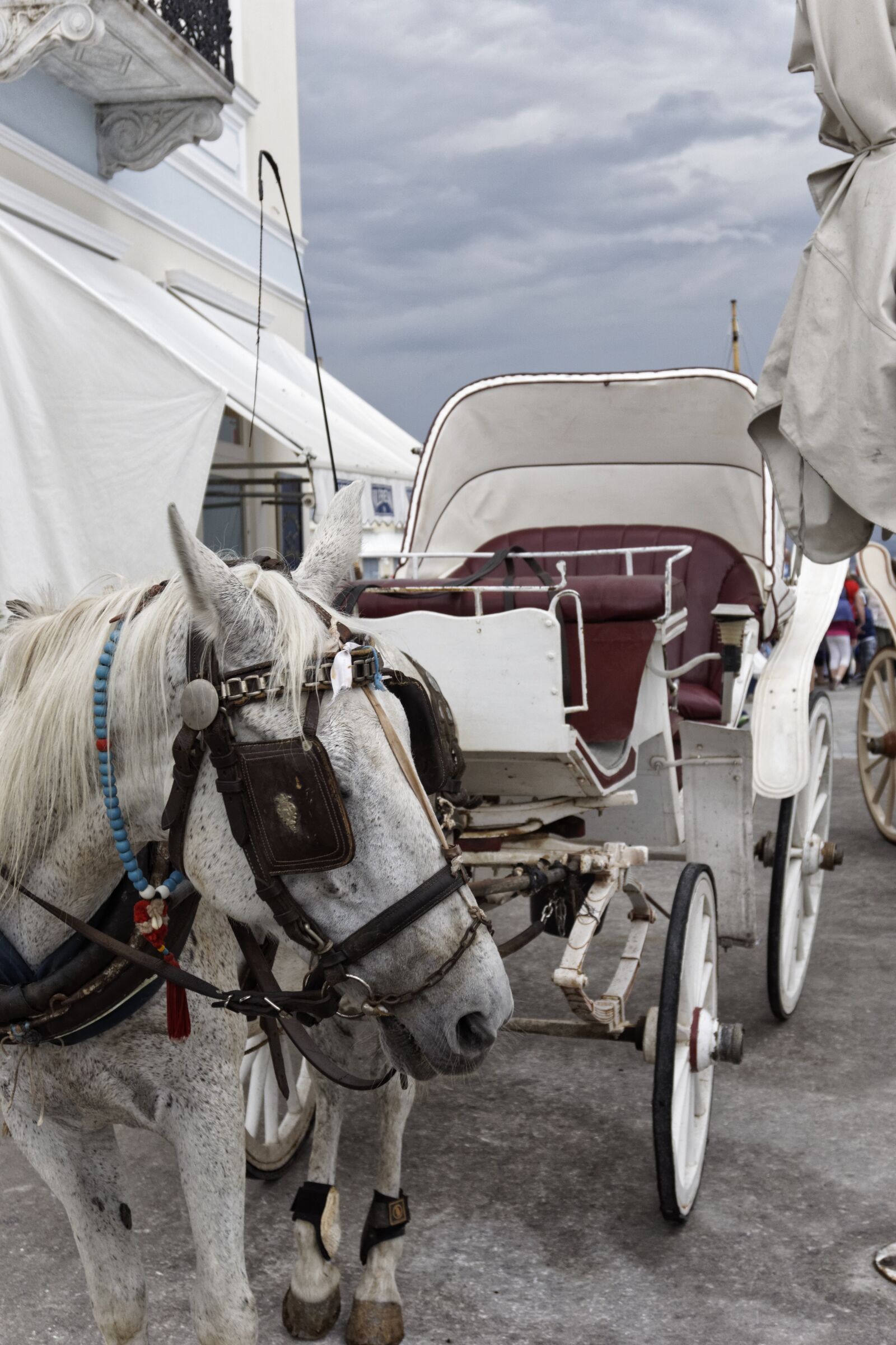 Sony a6000 sample photo. Horse, horse carriage, bridle photography