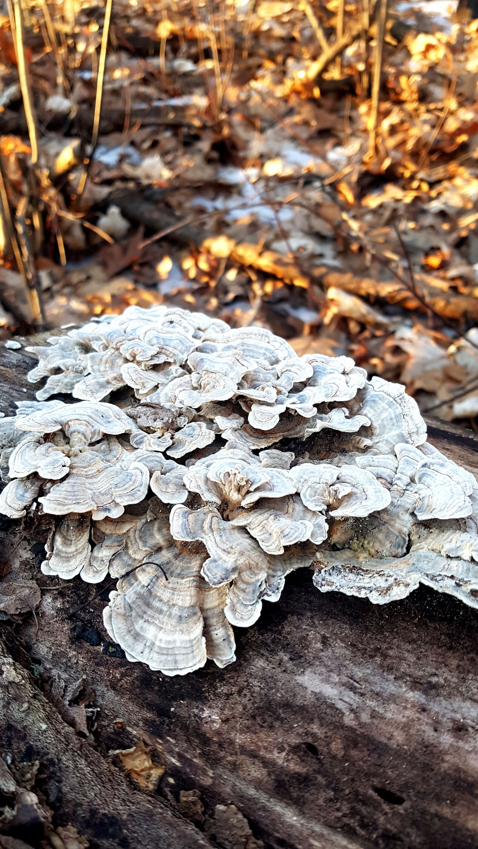Samsung Galaxy S7 sample photo. Fungus, fall, mushroom photography