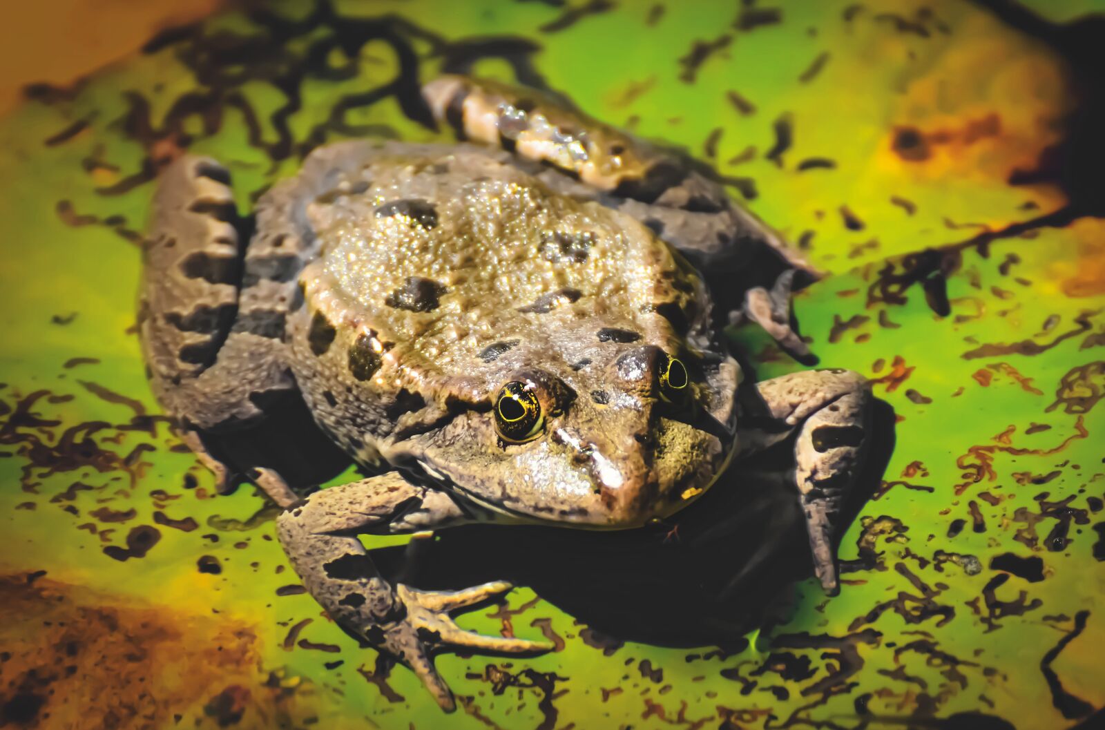 Nikon D7200 sample photo. Frog, pond, animal photography