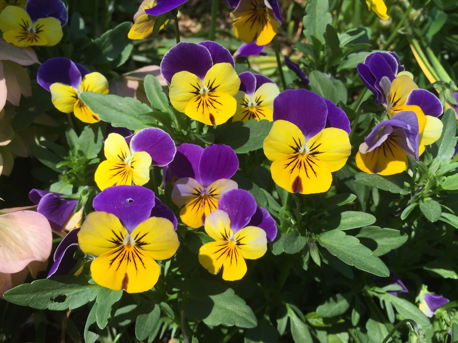 iPhone 6 Plus back camera 4.15mm f/2.2 sample photo. Flowers, spring, pansies photography