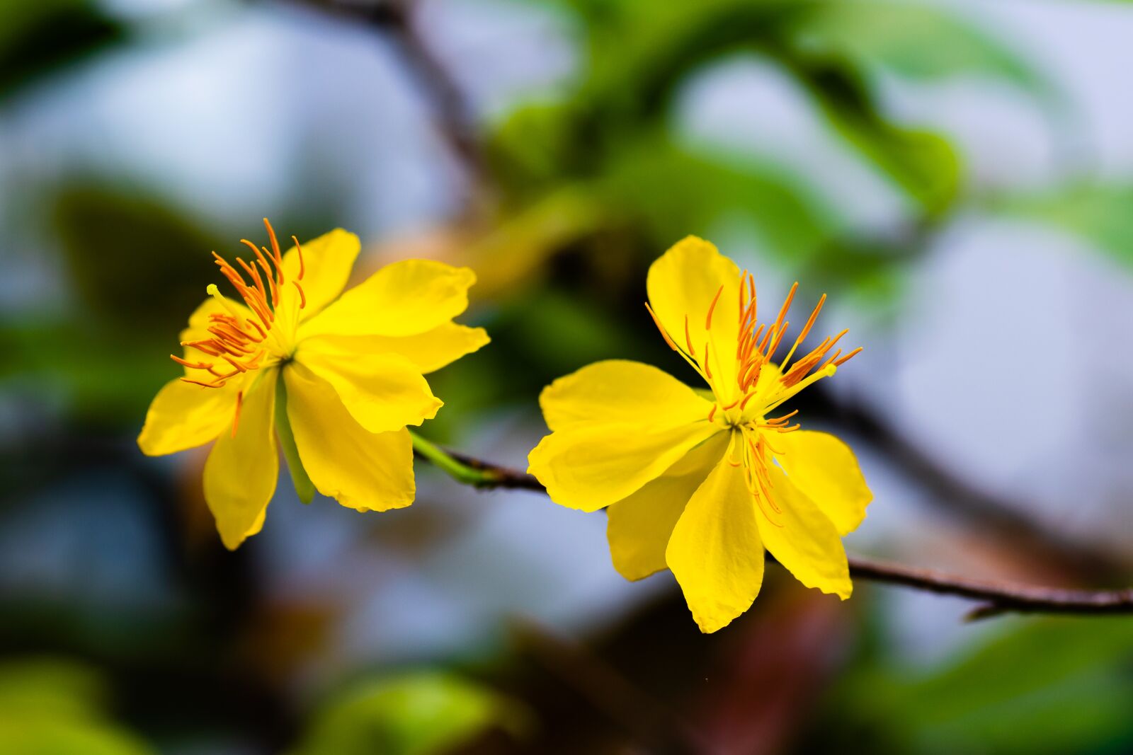 Tamron SP 90mm F2.8 Di VC USD 1:1 Macro sample photo. Blossom, yellow, flowers photography