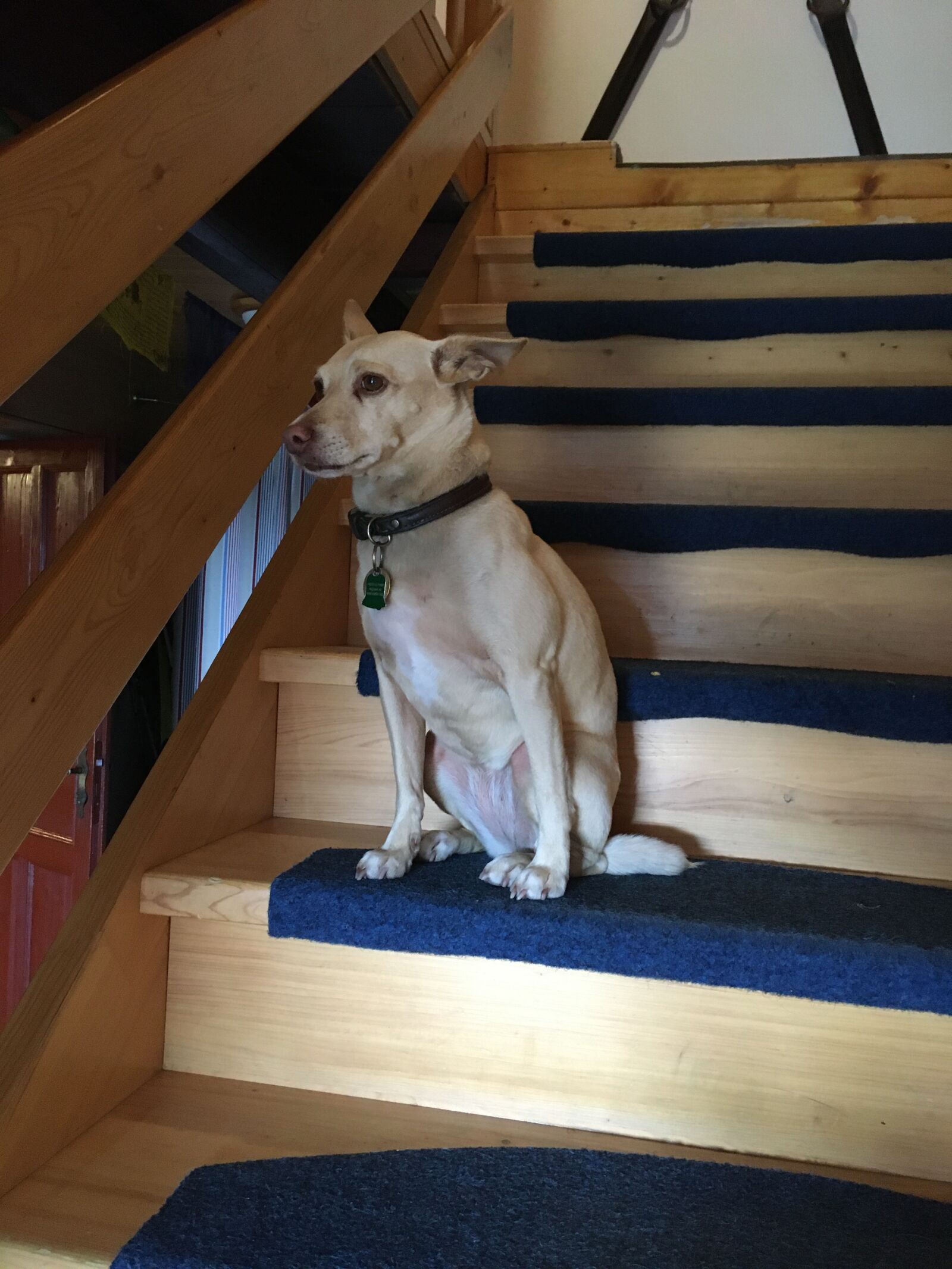 Apple iPhone SE (1st generation) sample photo. Dog, stairs, watchman photography