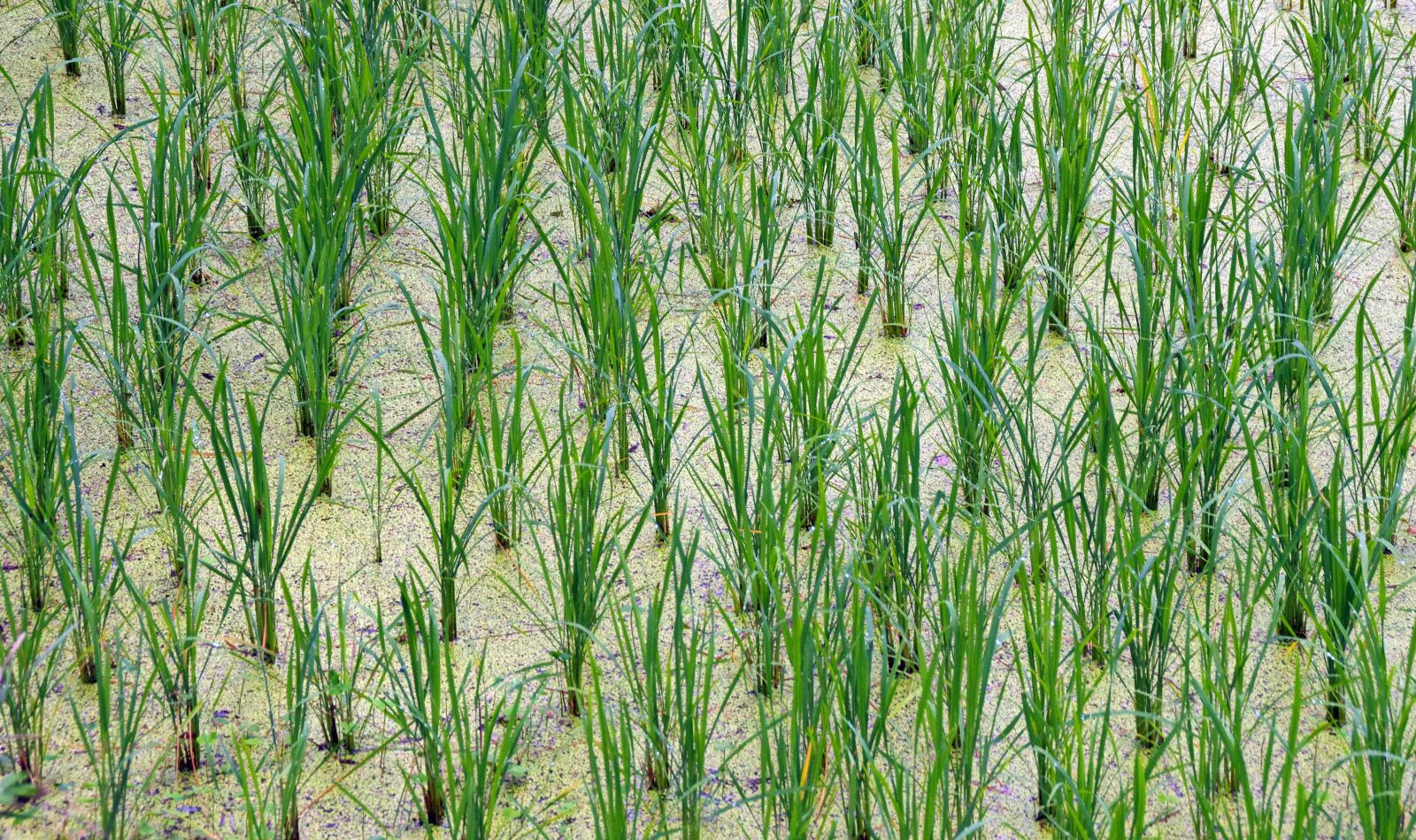 Pentax K-5 sample photo. Rice field, plantation, rice photography