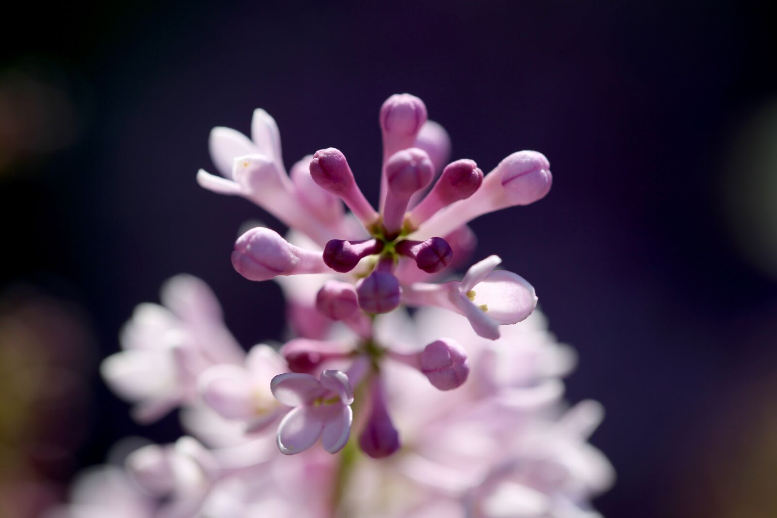 Canon EF 100mm F2.8L Macro IS USM sample photo. Blossom, bloom, purple photography