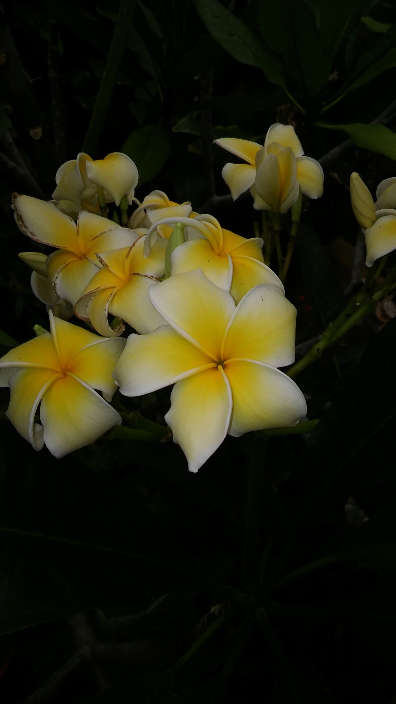 LG VOLT II sample photo. Flower photography
