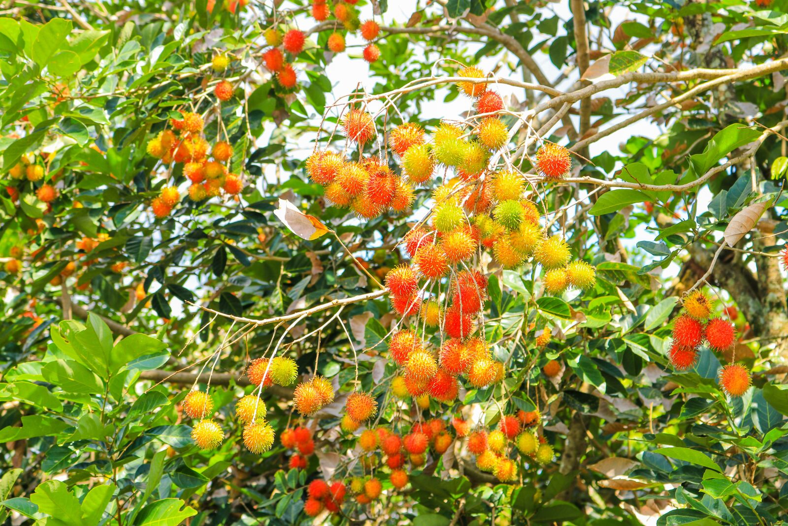 Canon EOS 80D sample photo. Fruits, rambutan, fresh photography