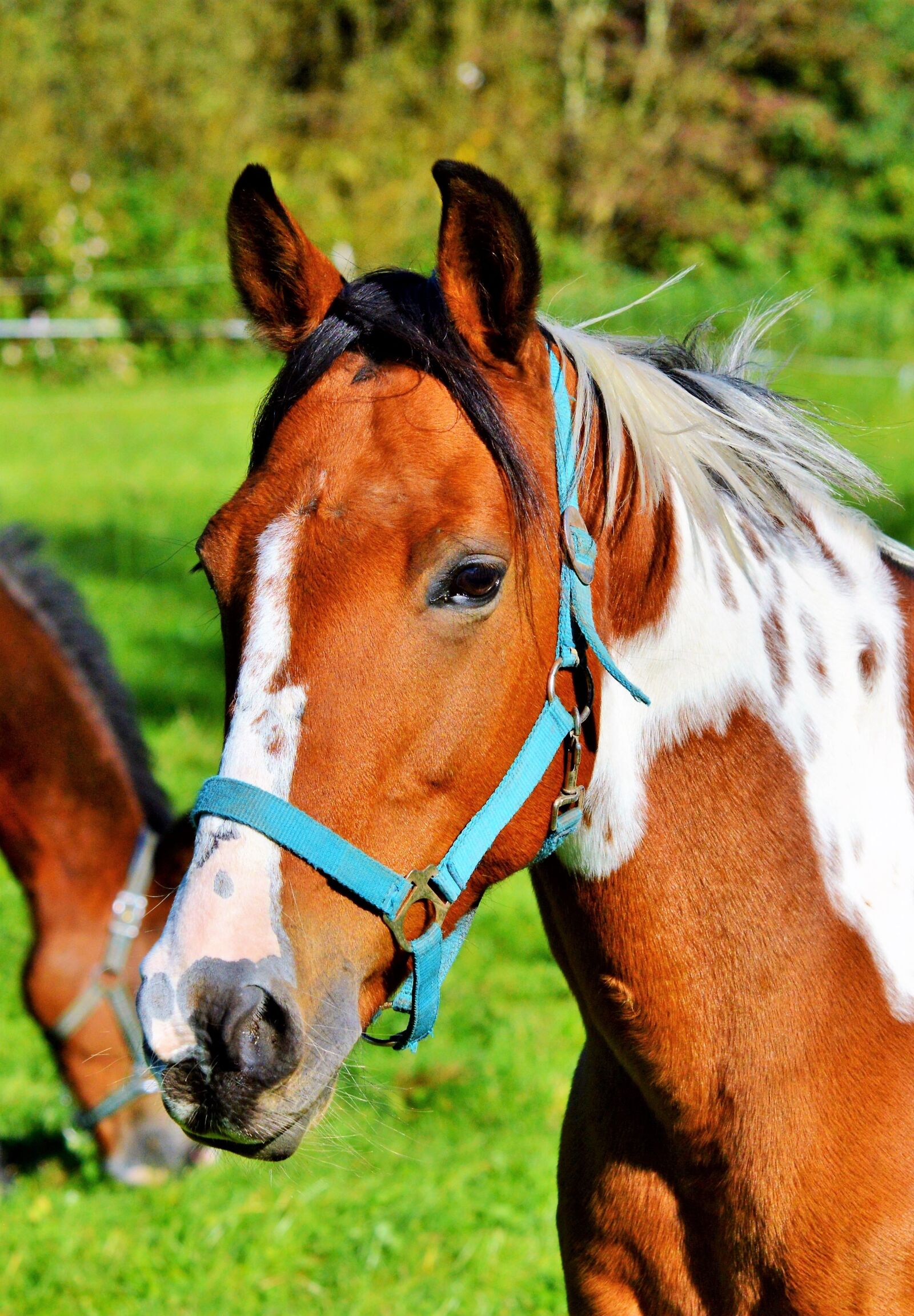 Nikon D3200 sample photo. Horse, ride, reiter photography