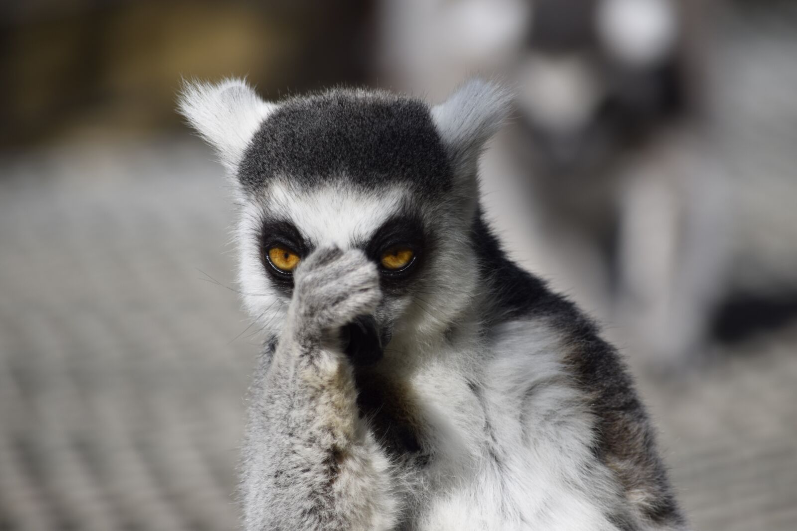 Nikon D5300 sample photo. Lemur, wildlife, madagascar photography