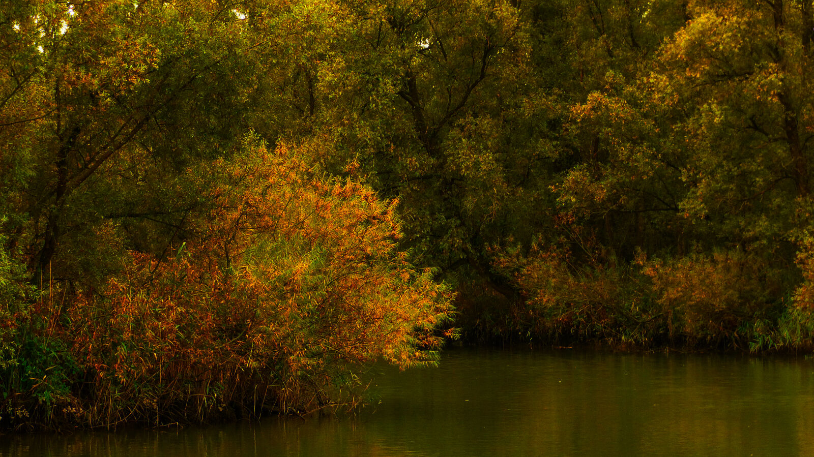 Panasonic Lumix DMC-FZ200 sample photo. Biesbosch, n photography
