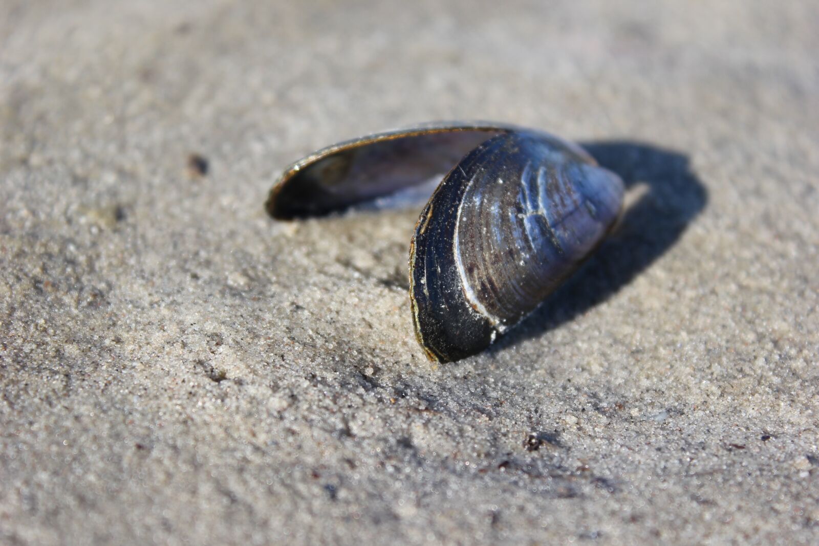 Canon EOS 550D (EOS Rebel T2i / EOS Kiss X4) sample photo. Shell, beach, sand photography