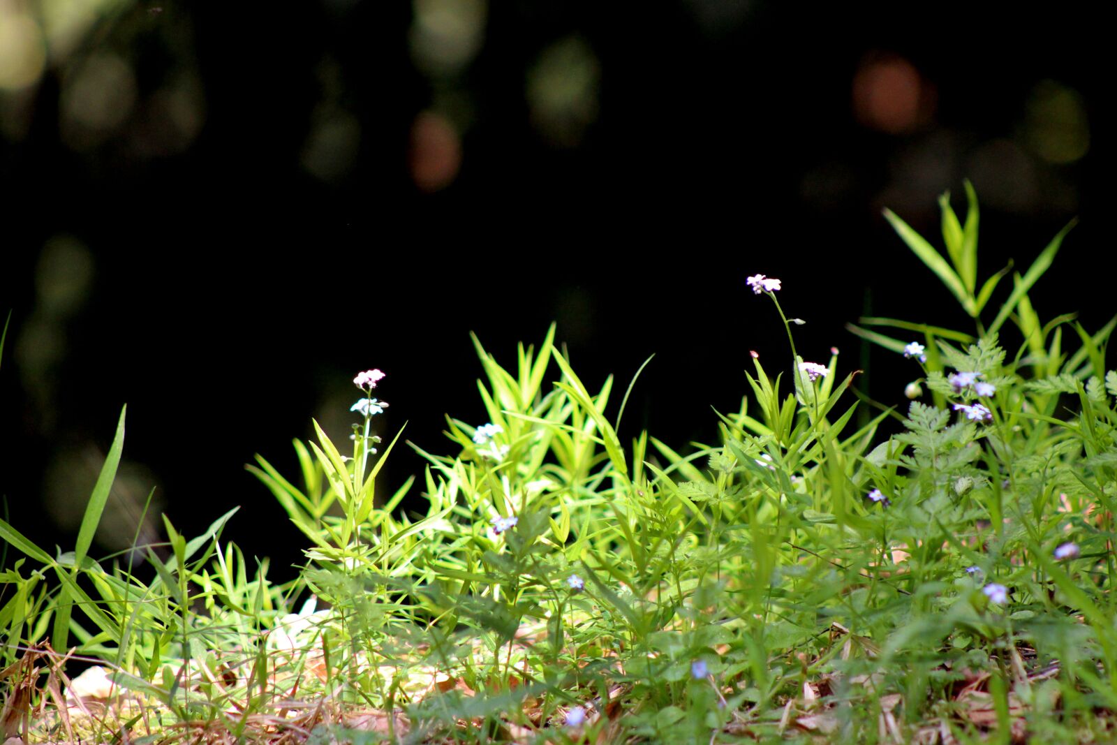 Canon EF75-300mm f/4-5.6 sample photo. Nature, green, sheet photography