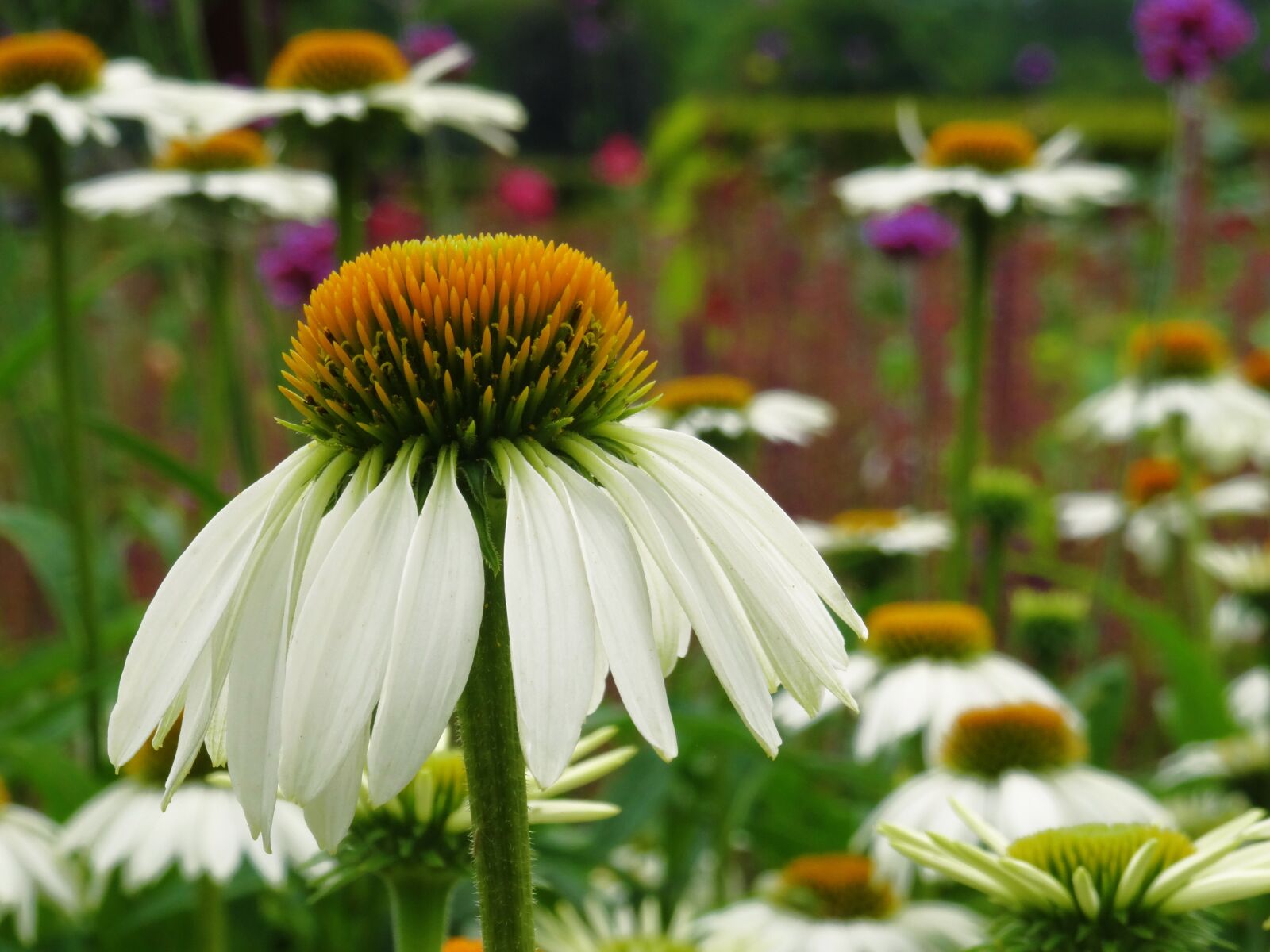 Sony DSC-HX50 sample photo. Coneflower, echinacea, flower photography