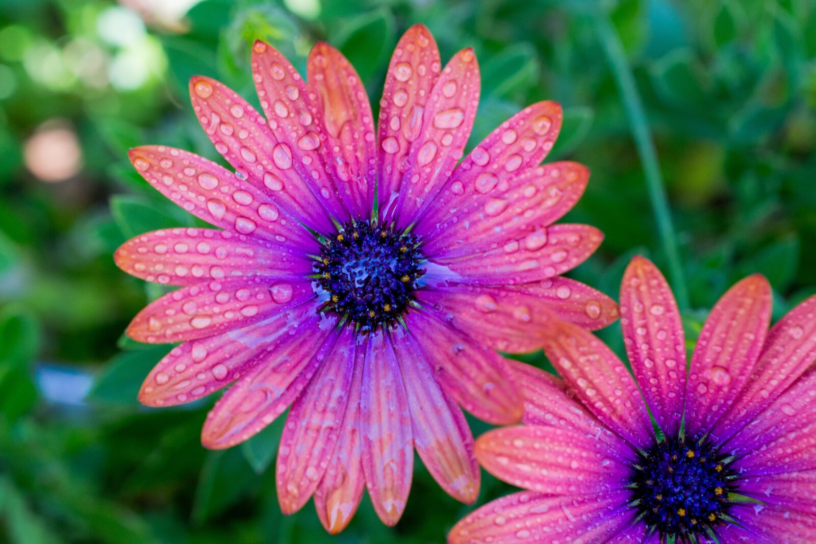 Nikon D3100 sample photo. Flower, daisy, spring photography