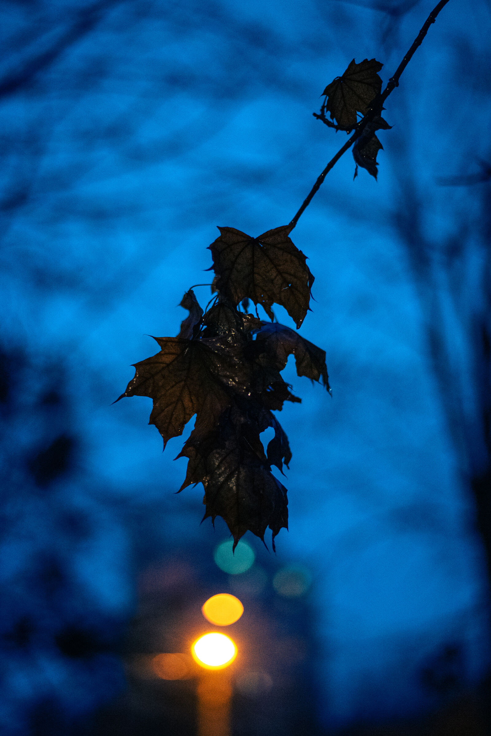 Nikon D750 + Nikon AF-S Nikkor 50mm F1.8G sample photo