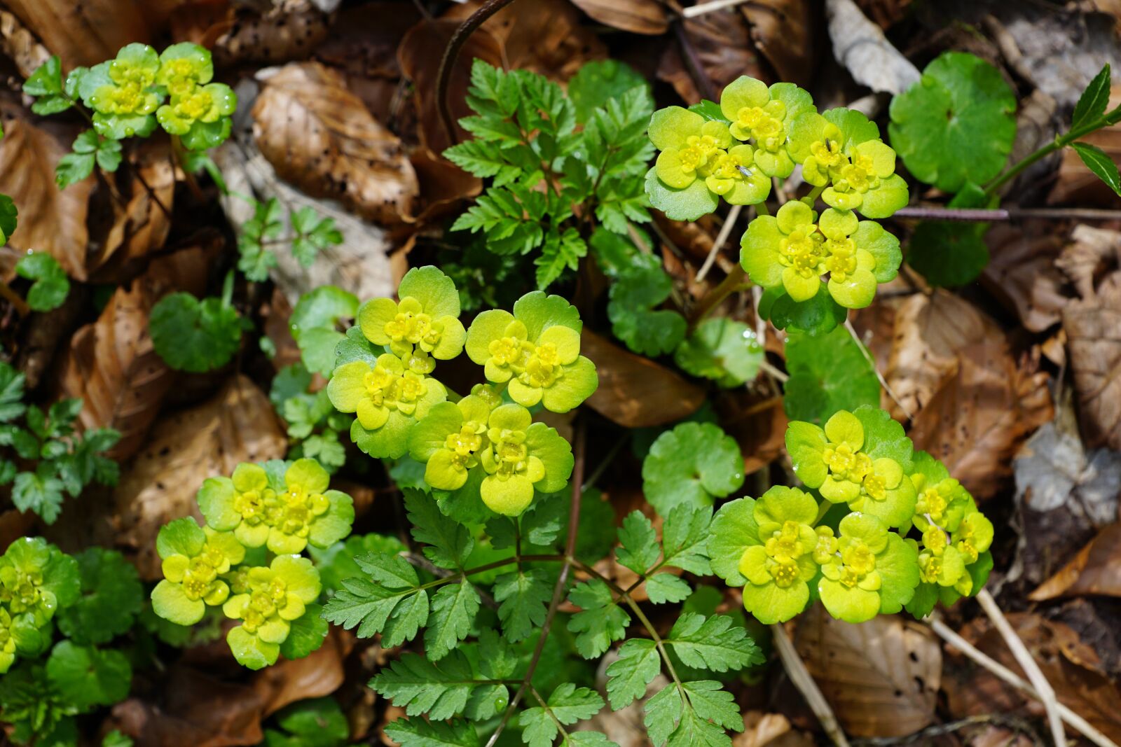 Sony DT 16-50mm F2.8 SSM sample photo. Spurge, plant, green photography
