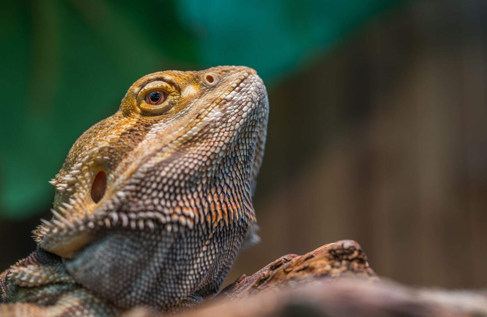 Sony a7R II + Canon EF 100mm F2.8L Macro IS USM sample photo. Nature, reptile, living nature photography