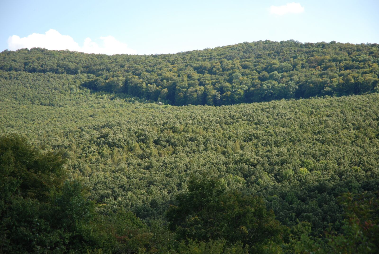 Nikon D80 sample photo. Forest, hill, summer photography