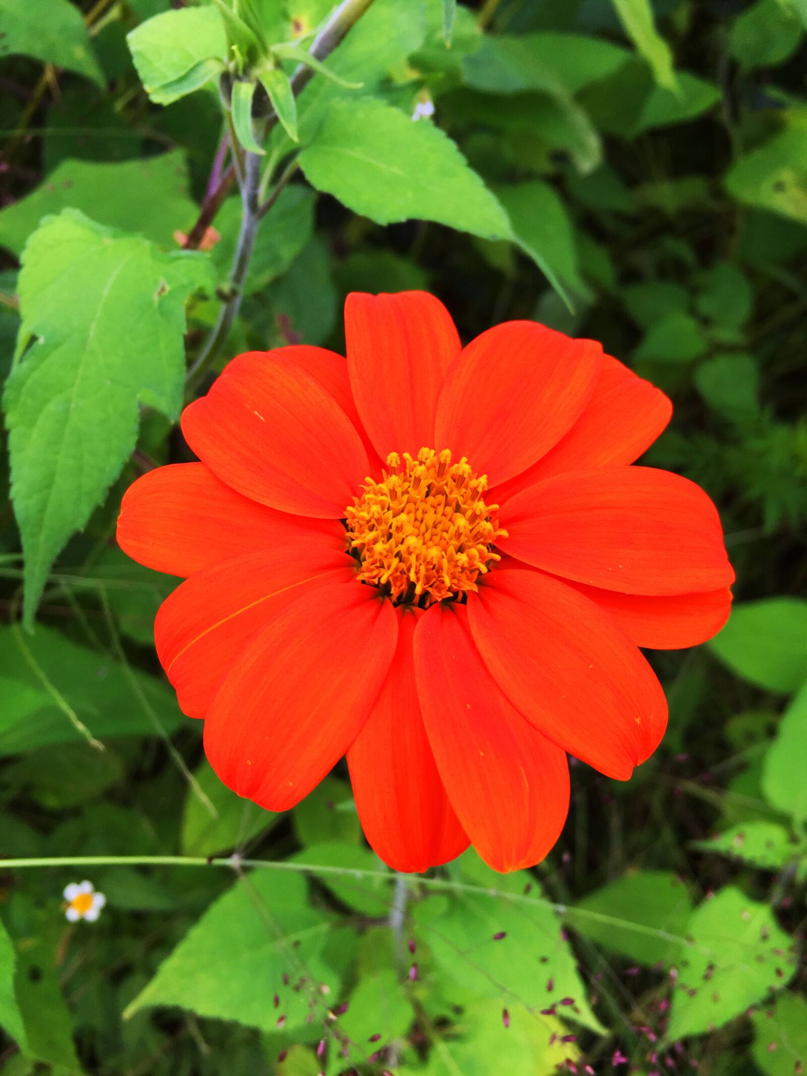 iPhone 6 Plus back camera 4.15mm f/2.2 sample photo
