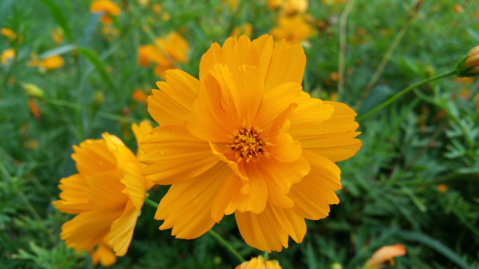 Samsung Galaxy Note4 sample photo. Orange flowers, yellow flowers photography