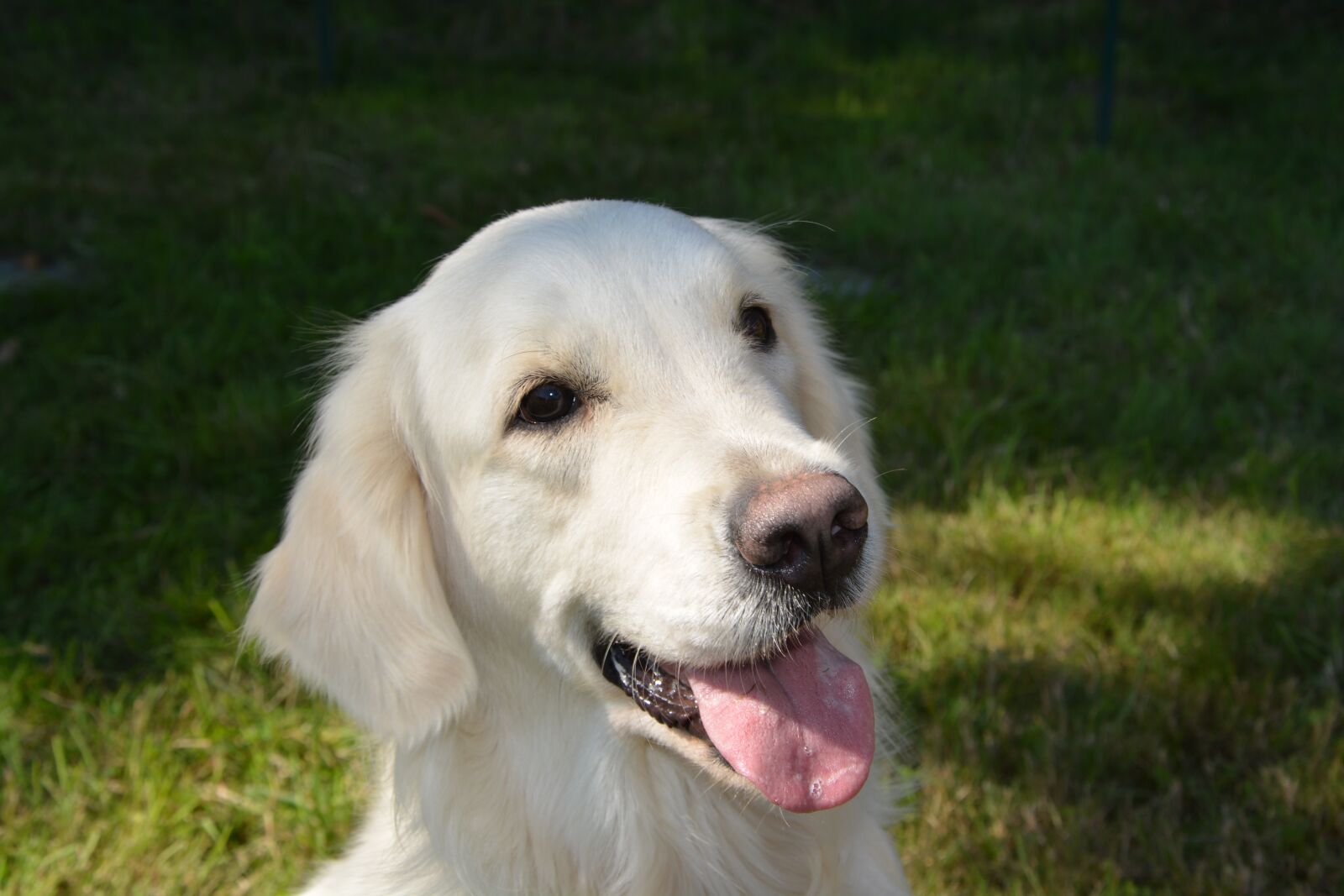 Nikon D5200 sample photo. Dog bitch, dog golden photography