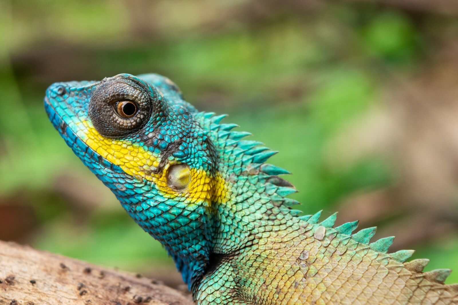 Nikon D3300 sample photo. Lizard, salamander, gecko photography