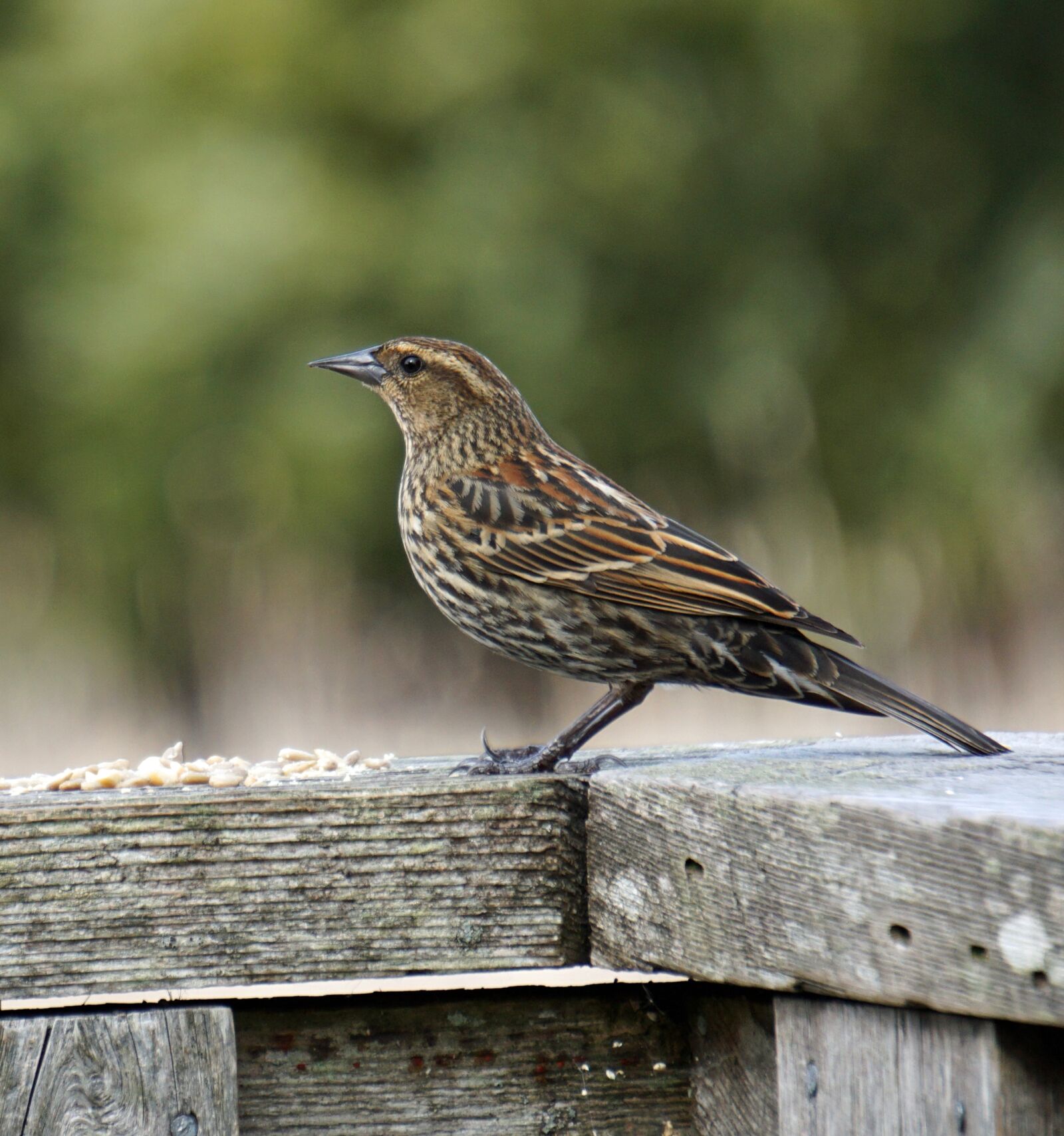 Sony E 55-210mm F4.5-6.3 OSS sample photo. Bird, wildlife, nature photography